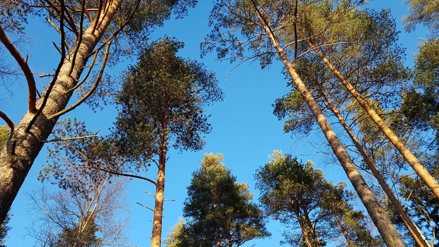 Mäntyjen latvoja ja sininen taivas. Kuvaaja: Elina Airaksinen